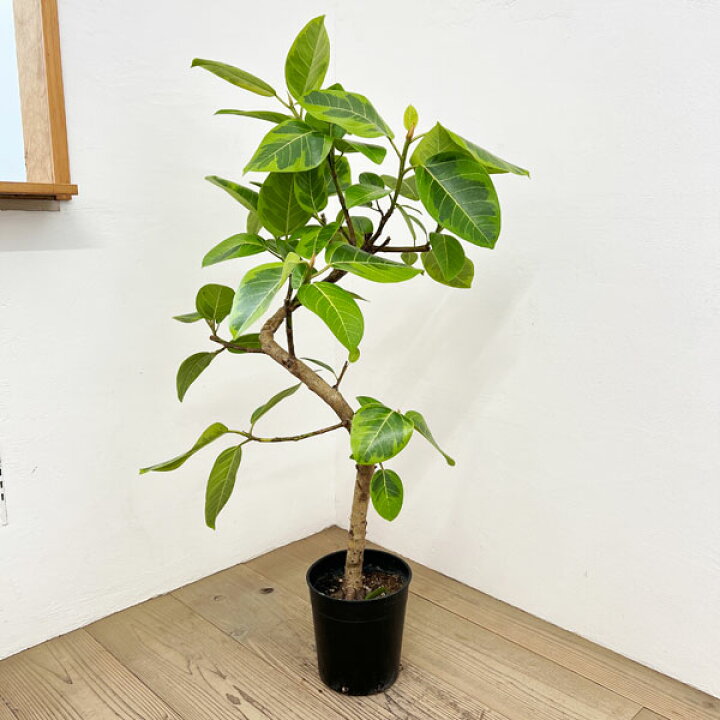 楽天市場】観葉植物/[送料無料]フィカス：アルテシマ（朴曲げ仕立て・L 