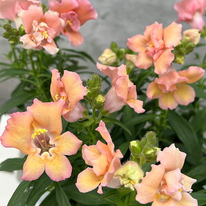 Ԃ̕c/LM\EidjFgDCj[uYVF[h3-3.5|bg