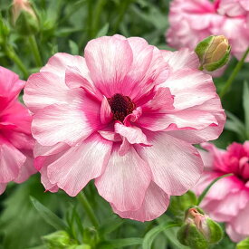 草花の苗/ラナンキュラス：ラックス ジュピター3.5-4号ポット