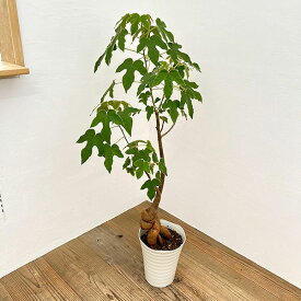 観葉植物/ブラキチトン（ボトルツリー）：ビドウィリー　7号鉢植え24-05
