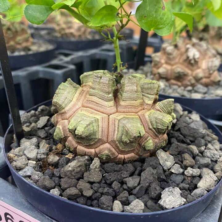 観葉植物/ディオスコレア（亀甲竜）：エレファンティペス 厳選株 4号ポット 亀甲竜・ 亀甲竜・ディオスコレア