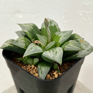 ϗtA/nI`AFOiNS2/5j 8cmXNGA