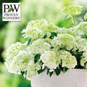 Ԗ ؂̕c/[]OWAiAWTCjFVf[j3.5|bg 12Zbg