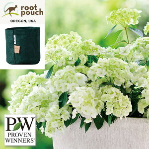 Ԗ ؂̕c/OWAiAWTCjFVf[j3.5|bgE[c|[`titHXg2KEa21cmj