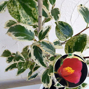 Ԗ ؂̕c/ցicoLjFz̐îӂԂj4`4.5|bg