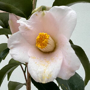 �Ԗ� ��؂̕c/�c�o�L�i�ցj�F���́i�I�N���r�j4.5���|�b�g