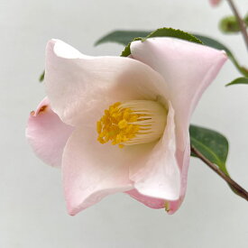 花木 庭木の苗/ツバキ（椿）：以津の夢（イツノユメ）4.5号ポット