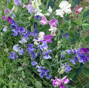 Ԃ̕c/XC[gs[FԐF~bNX3|bg 3Zbg