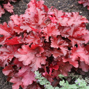 Ԃ̕c/[]q[PFtH[Go[bh3-3.5|bg 12Zbg