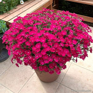 Ԃ̕c/ifVRFࣖȂł@3|bg(R)