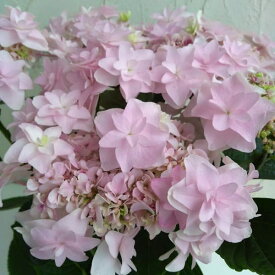 花木 庭木の苗/アジサイ：ウェディングブーケ（ピンク）3.5号ポット