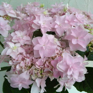 Ԗ ؂̕c/AWTCFEFfBOu[PisNj3.5|bg