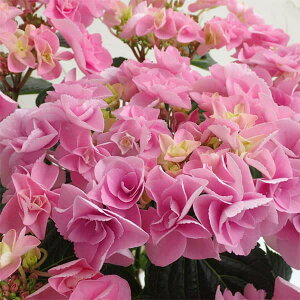 Ԗ ؂̕c/AWTCFtFA[ACisNj3.5|bg