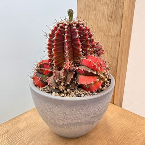 ϗtA/T{eFMmJLE@nCubh@524-06