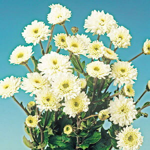 Ԃ̕c/LNF炫dezCg3|bg