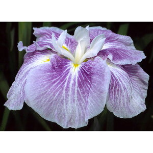 Ԃ̕c/niVEuiԏҊjFtρi`SPVEj3|bg