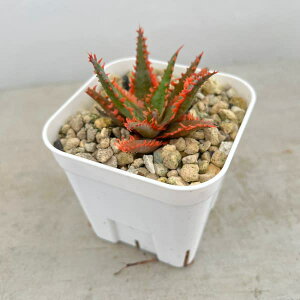 ϗtA/[UEt@[ZNg]AGFJXeBjAG@nCubg@324-10