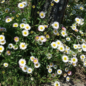 Ԃ̕c/GQ vq[W3|bg 2Zbg