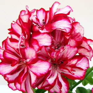 Ԃ̕c/ACr[[jEFAC[_@o[KfB[zCg3.5|bg