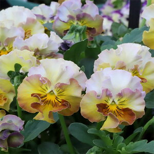 Ԃ̕c/MSKK[fփtWrIFt[cJNe oiiVF[N3|bg