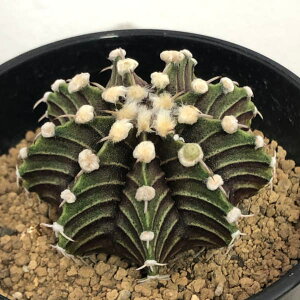 ϗtA/T{eFMmJLE@LB2178@nCubg@2.5