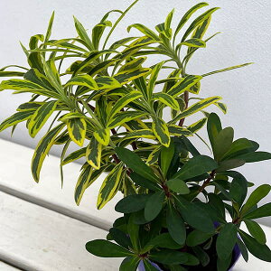 Ԃ̕c/[tHrAF}A[Wi2FAFS[fC{[ubNo[hj3.5|bg