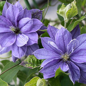 N}`X̕c/N}`XFj[EEB[N(WbN}j[n)4.5|bg