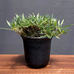 ϗtA/pL|fBEFOLX ԉ 324-02