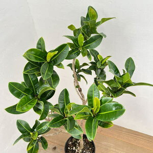 ϗtA/tBJX@GXeBJ@A|@7d|bg