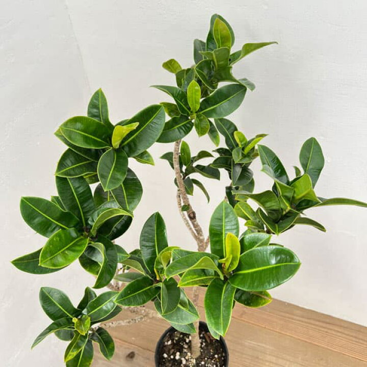 楽天市場】観葉植物/[アーリーサマーセール]フィカス エラスティカ 