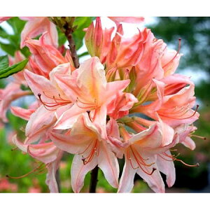 Ԗ ؂̕c/ccWFbvL[isNj3.5|bg