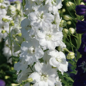 Ԃ̕c/ftBjEF_uCmZX3.5|bg