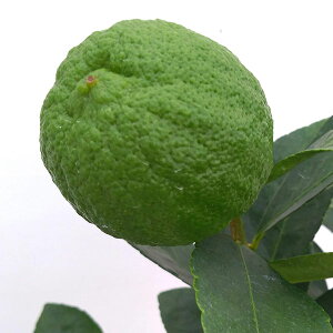 ʎ̕c/CFt[o[O[4`5|bg