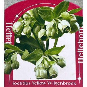 NX}X[YinjFtF`_X CG[EBQu[N3.5-4|bg