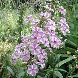 Ԃ̕c/tbNXFyp[~gcCXg3|bg