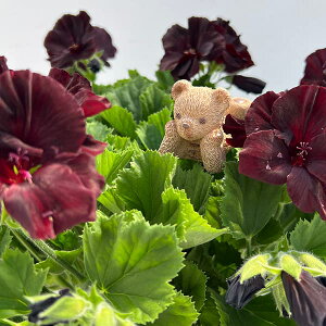 WtHXgsbN xA[AuEiWGP001BRj