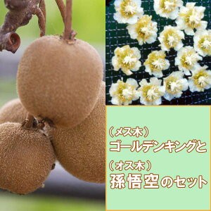 ʎ̕c/LECY2󕲎ZbgFS[fLOƑ