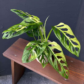 観葉植物/[ザ・ファームセレクト]マドカズラ：斑入り　4号25-02