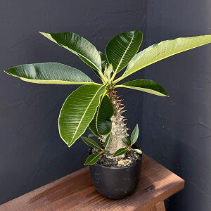 ϗtA/pL|fBEFsp.oj[ 4A25-01