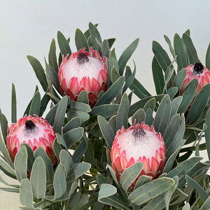 Ԗ ؂̕c/veAF|bT}WbN 7A25-01