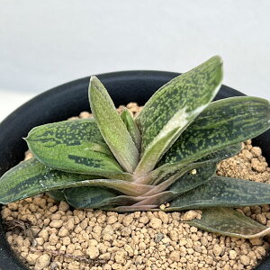 ϗtA/[IZ[]KXeAFg[eB[ 3A