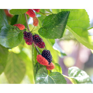 ʎ̕c/}x[iKjFJ^lI3|bg