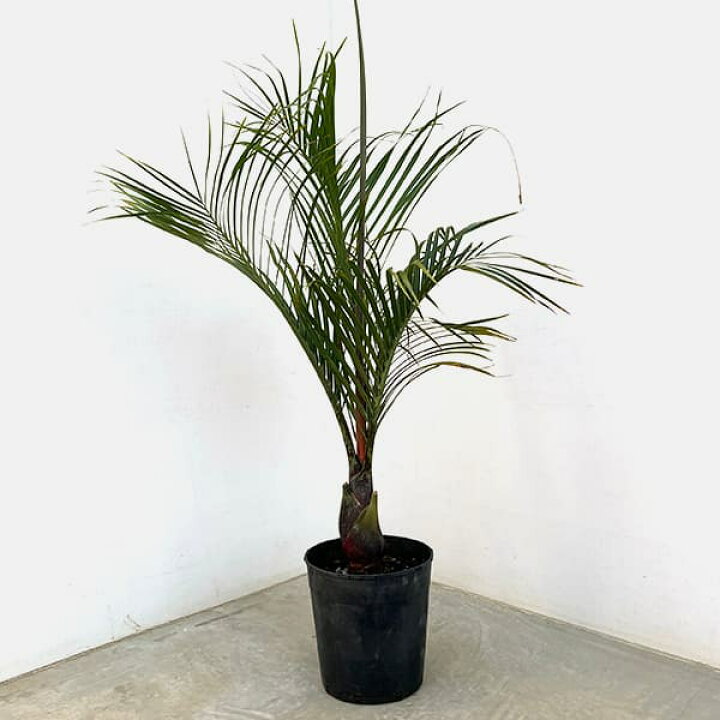 楽天市場】観葉植物/ヤシ：ミツヤヤシ 7号 : 園芸ネット プラス