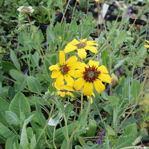 Ԃ̕c/`R[gfCW[3|bg 6Zbg