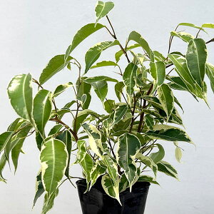 �ϗt�A��/[�I���Z�[��]�t�B�J�X�F�x���W���~�� �X�^�[���C�g �r���[�e�B�[�N�B�[�� 3���|�b�g