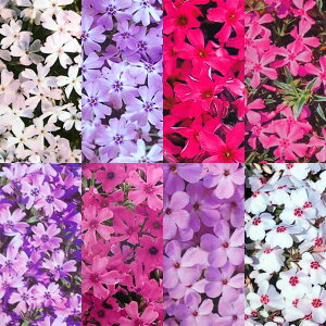 ōiVoUNjFԐF~bNX3|bg 3Zbg