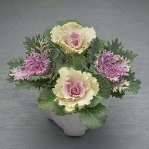 Ԃ̕c/n{^FbtojtFU[zCg4{d3|bg