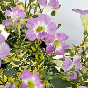 Ԃ̕c/AVX^VAEKQeBJ3|bg