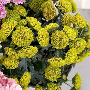 Ԃ̕c/i킯jK[f}EFfBbV 3.5|bg