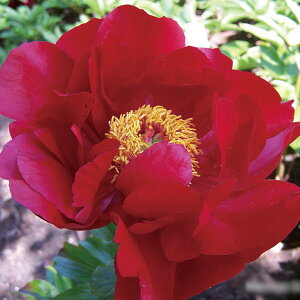 Ԃ̕c/VNNi䉖jF}LibNOh4|bg